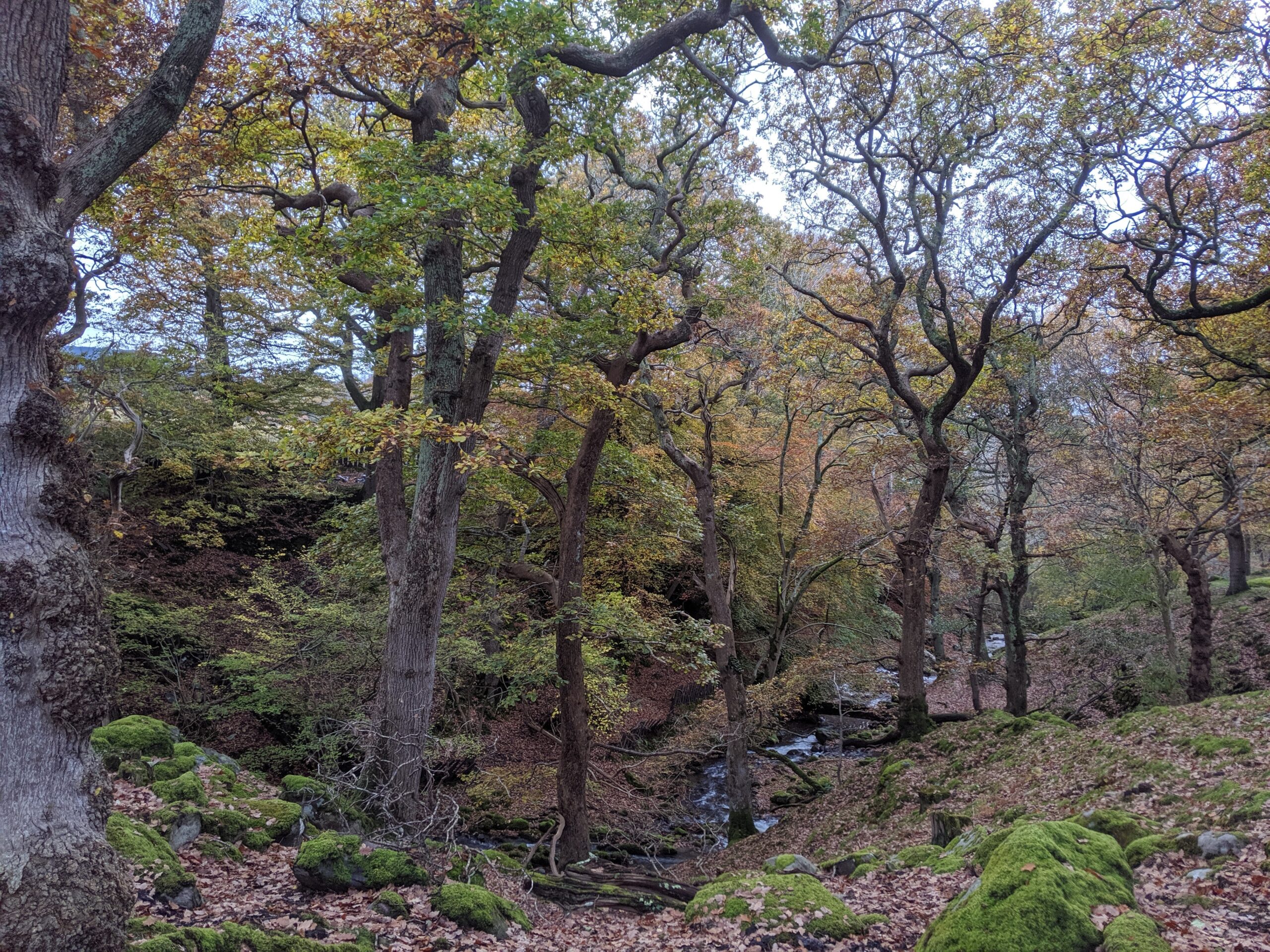 Hedgerows, Trees and Woodlands