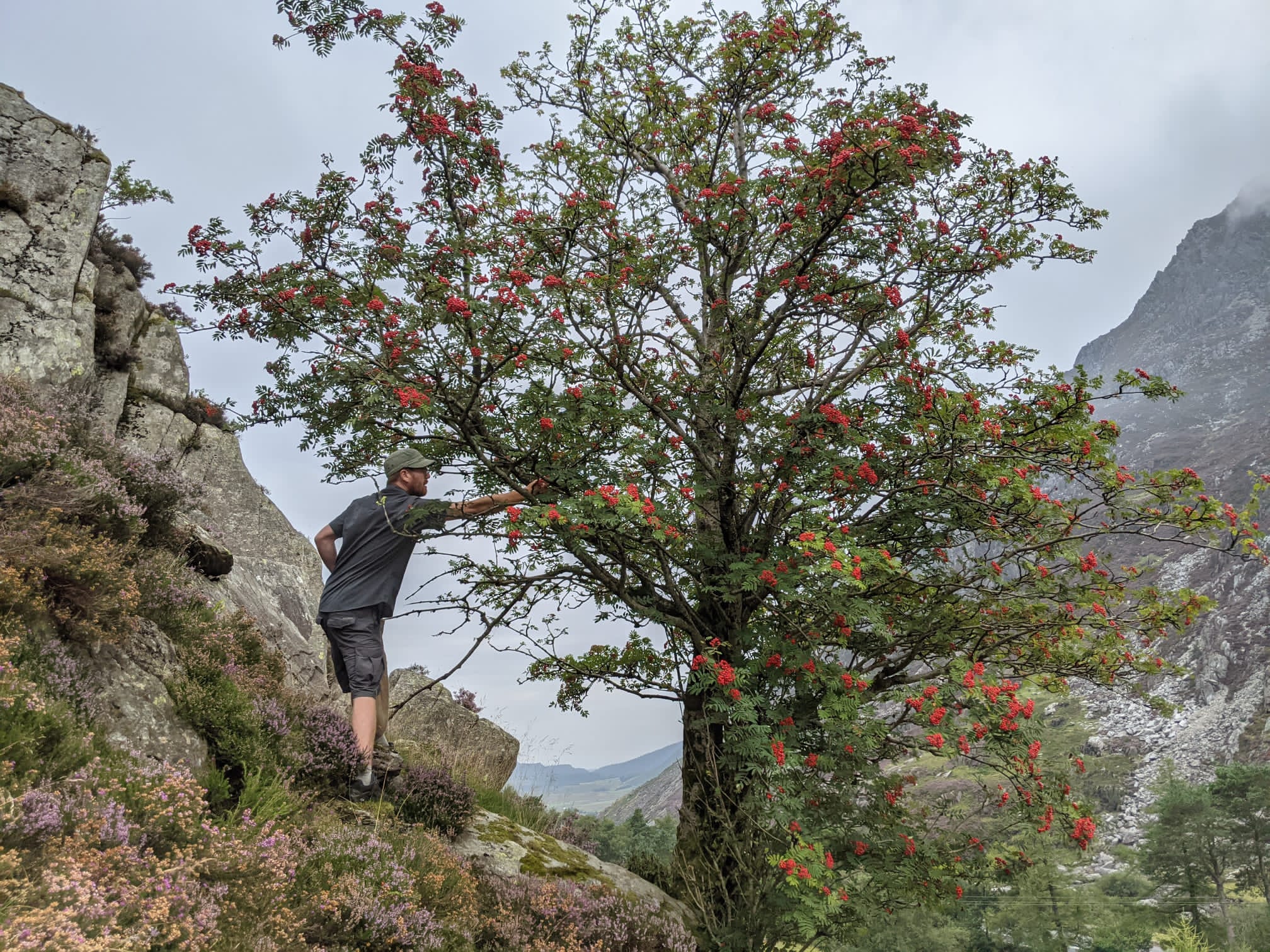 Rowan Tree seed collecting in Nant Ffrancon