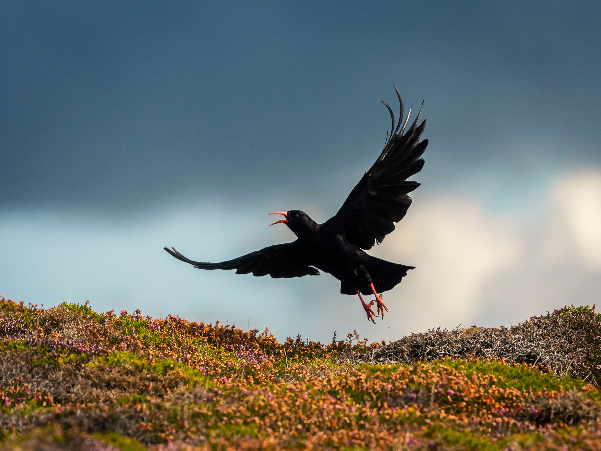 A red billed Chough in flight