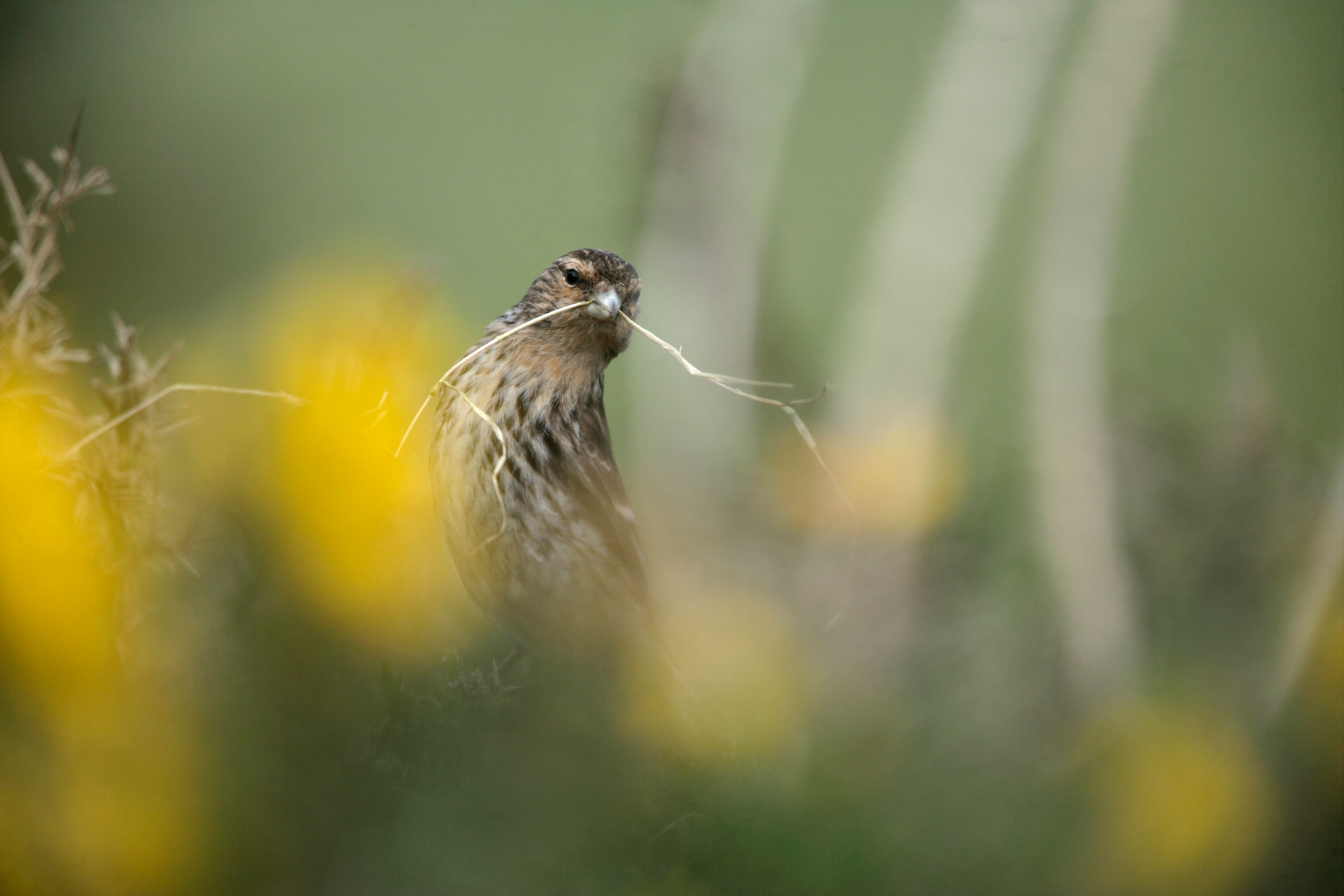 a Twite in a flower rich meadow