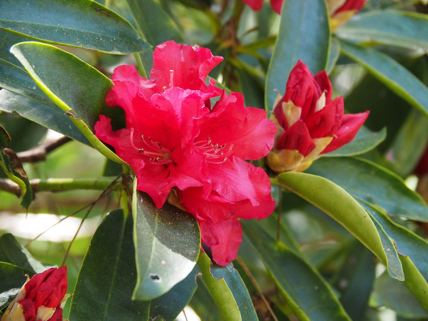 Tackling Invasive Species