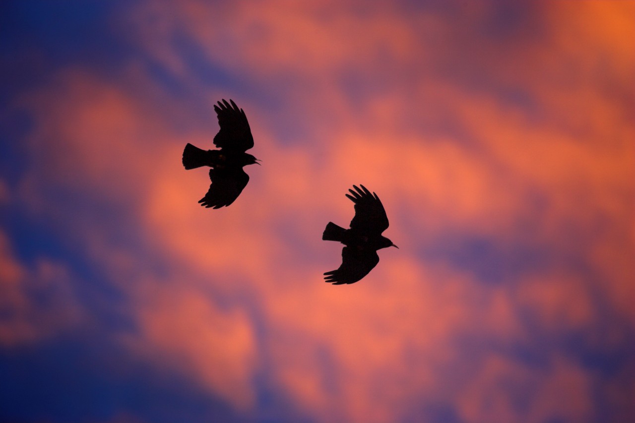 Cylchlythyr Rhwydwaith Brain Coesgoch y Carneddau – Hydref 2022