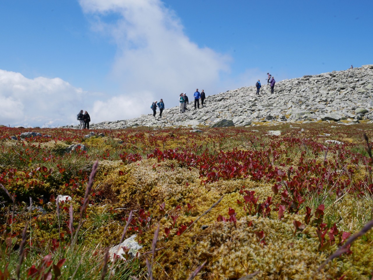Montane Heath habitat at Carnedd Dafydd