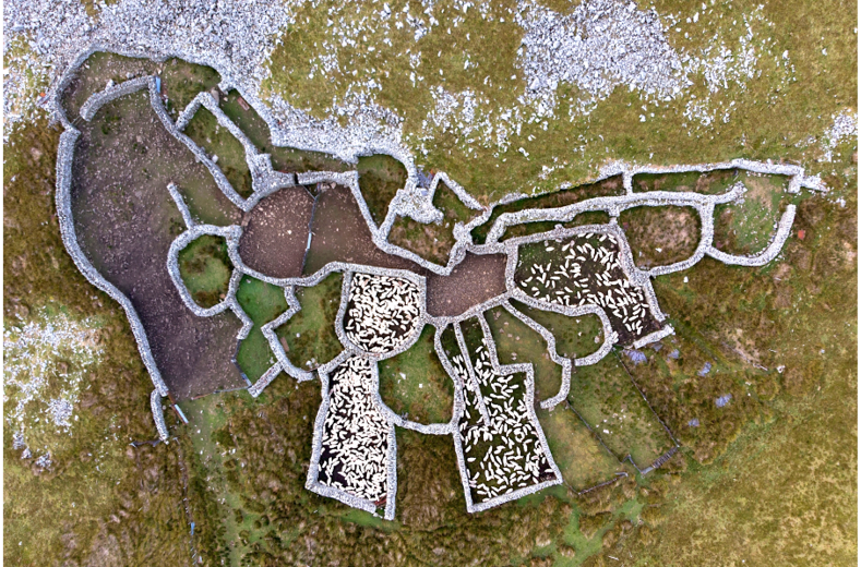 sheep folds in the Carneddau